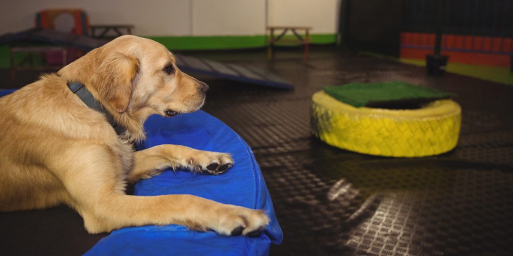 Cães brincando e socializando em creche canina supervisionada