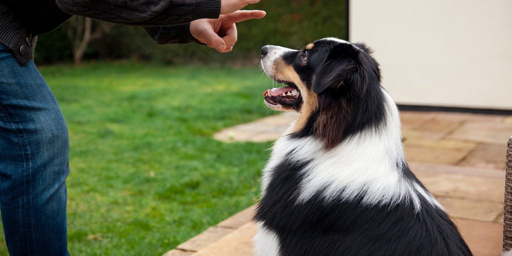 Cães hospedados brincando em hotel para pets com estrutura segura e confortável.