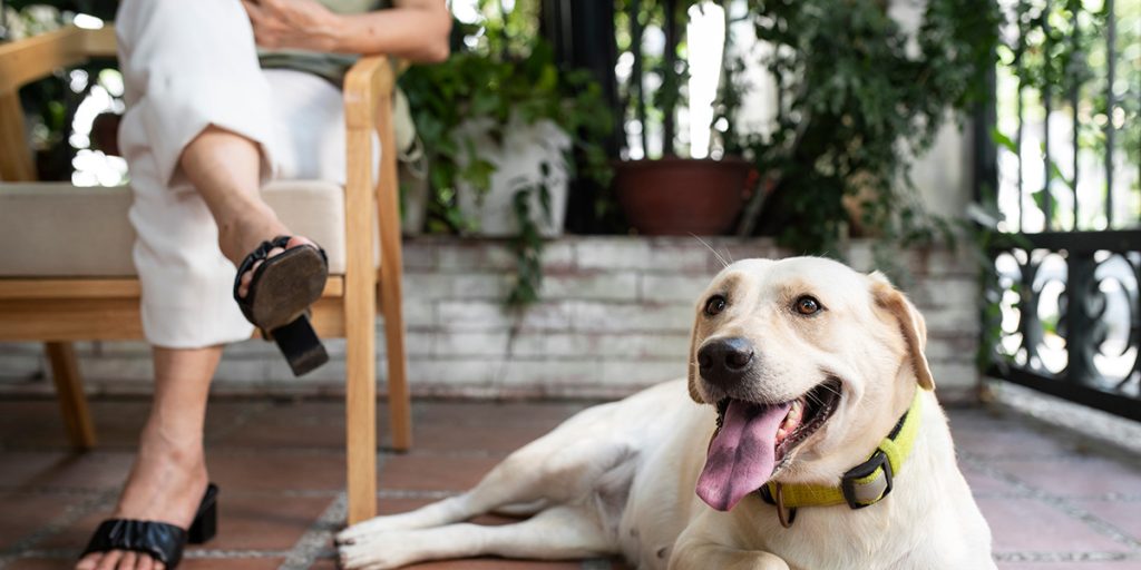 Cães socializando e brincando em espaço supervisionado por adestrador