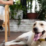 Socialização canina, por que ela é tão importante para a vida do seu cão?